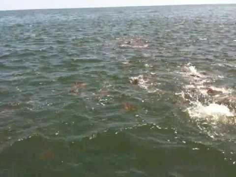 Bull Reds feeding on a large school of menhaden off Dixie Bar