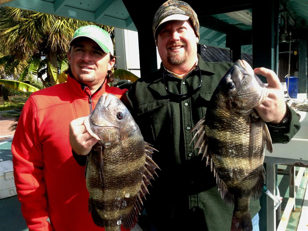 sheep-head-fishing-in-alabama